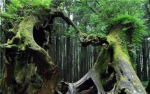 世界最美的十大名树 这些树历史很悠久外观也很美丽