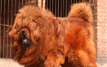 寿命最长的狗，中国神犬藏獒可活20年之久