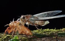 蝉能吃吗对人有害吗？蝉能吃无害，壮阳效果好(药膳上品)