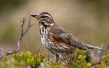 Sbike动植物百科亚洲各国国鸟大全详细介绍及美图欣赏