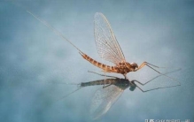 动物交配时长大排名第一名21天