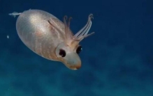 夏威夷深海现罕见麋鹿猪萌翻网