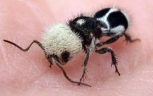 世界上长相奇特的黄蜂，也被称为“熊猫蚂蚁”