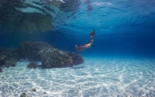 充满幻想的科学研究不要认为这是传说美人鱼真实存在吗,传说美人鱼真的存在吗