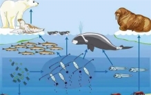 咬合455公斤！重庆惊现巨型大鳄龟，无天敌、咬人比大白鲨还凶猛