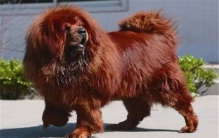 世界上最大的藏獒 被称之为藏獒王体型很是巨大