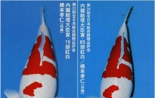 史上最贵的锦鲤有哪些？条条价格都惊人娄兰价值2000万