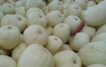 东南西瓜为什么没有北瓜，其实是西葫芦只是不能吃