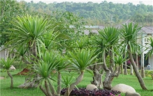 世界上十大神奇的树 雕琢树有着奇形怪状的形状引起围观