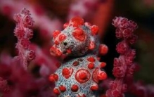 世界上最小的海马，专门藏身于红色的柳珊瑚上