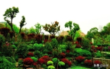 园林绿化树种几大类介绍和栽植范围图,一般园林绿化树种