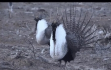 世界上胸最大的鸟你见过吗而且还是雄性的,体型最大的鸟是什么