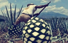 世界上最大的果子:龙蛇兰果，上百斤重(8年结一次果)