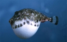 世界上最顽强的动物 以顽强的精神挑战卑亢的生命