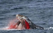 虎鲸如何猎杀鲸鱼？轮番按压淹死灰鲸后，却只吃喜欢的两个小部位
