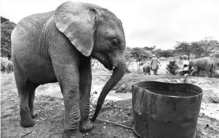 遇到非洲象怎么办,如何避免与大象冲突