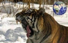 史上最巨大的老虎东北虎在它面前就像是小猫咪一样,历史上体型最大的老虎