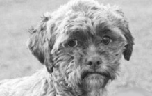 人头狗面，疑似为了吸引人眼球一种虚构狗