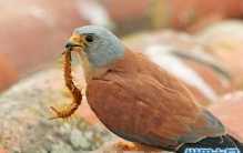 五毒中的蜈蚣怕什么，天敌太多数不过来(是毒也是药)