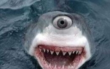 世界上最怪异的鲨鱼，眼睛长在头部的正前方