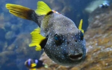 世界上最浪漫的10种动物 比人类的感情还真挚(令人惊叹)