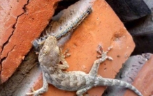 壁虎在农村很常见家里出现了壁虎是什么征兆呢怎么解释,壁虎在家里是什么征兆