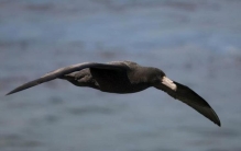 世界上最可怕的十种鸟,世界最恐怖鸟类