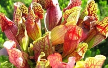 世界上视力最好的鸟 鹰(视力范围能达到36公里)