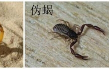 伪蝎对蜜蜂有害吗,蜜蜂是否好养