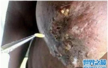 恶心的蓬蓬乳和空空指竟然都是假的，人为ps出来的