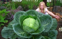 世界上最大的卷心菜 三十五千克重直径达五十厘米