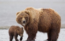 世界上最大的食肉类动物 阿拉斯加棕熊（公认最大动物）