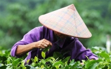 又是夺命蜱虫 绍兴老人被蜱虫叮咬去世 为何能以1传4 有多可怕