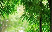 夏天诗词大全100首,描写夏天的100首古诗词