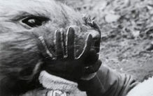 切尔诺贝利事故变异生物,切尔诺贝利辐射情况