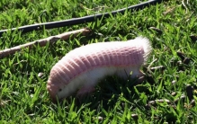 ()的物种,犰狳有几种