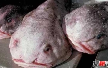 世界最长的蛇有多长？中国发现200米巨蟒真相揭秘（假新闻）