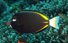 白面刺尾鱼：世界上色彩最艳丽的观赏鱼（六种颜色组成）