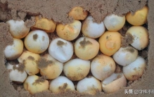 鲜为人知的冷知识,世界上真实的奇闻异事