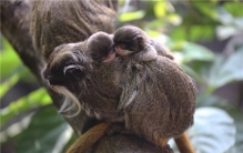 世界上鼻子最小的动物是什么 狨猴（鼻子只有1厘米左右）