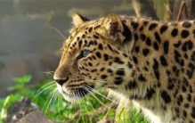 都是一身斑点，花豹和猎豹有什么区别？猎豹的身体为奔跑而设计