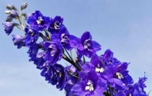 世界上最表里不一的植物:千鸟草(超强毒性但花形诱人)