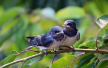 农民最喜欢的动物是什么生肖,寓意好的动物