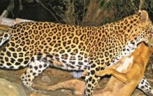 豹子闯入印度男子家中，男子一点也不慌，但狗子却被偷走了