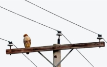 为何电线杆上的支架都是银色的？为何美国仍大量使用木头电线杆？