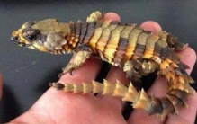 史上最像龙的动物，南非犰狳蜥内心蠢萌接近天价