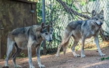 野外遇到狼怎么办  千万不要跑  找到它的致命弱点 可以一击毙命