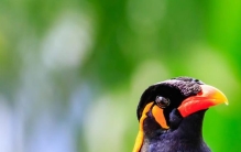 全球10大最爱干净的粘人宠物是,世界上十大粘人并认主人的宠物