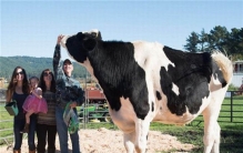 世界上最大的老鹰是什么 菲律宾食猿雕（身材庞大浑身是宝）