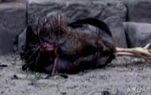 男孩失踪多年成野人后续,小伙在深山失踪